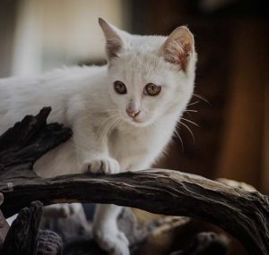 cat a
