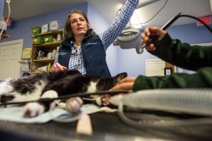 Roosevelt Vet Emergency Poison emergency at Roosevelt Vet with Dr. Glassman and patient