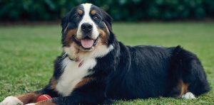 Bernese Mountain Dog Heartworm prevention month in April 2024