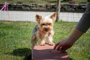 dog-5238562_640 dog training wtih Yorkie