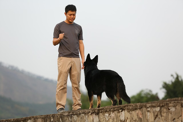 Dog training with shepherd
