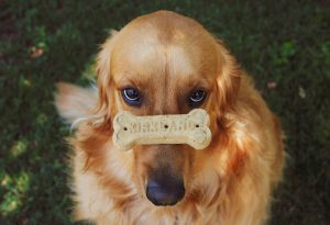 golden-retriever-5440704_1280