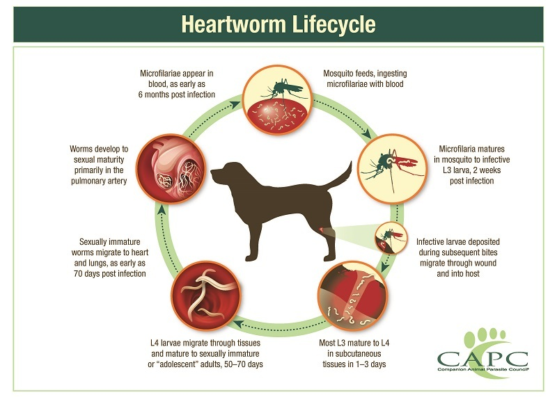 Heartworm Heartworm cycle in dogs.