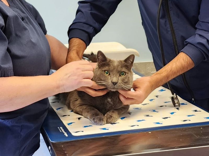 Cat being examined by a veterinarian and vet staff