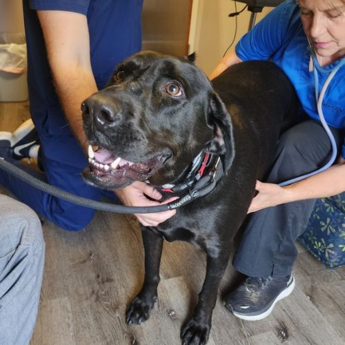 Dog being checked on by a Roosevelt Veterinary Center Veterinarian