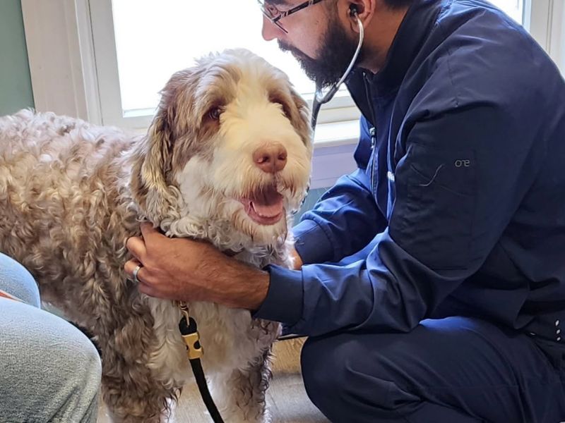 Dog getting checked over by a veterinarian at Roosevelt Veterinary Center