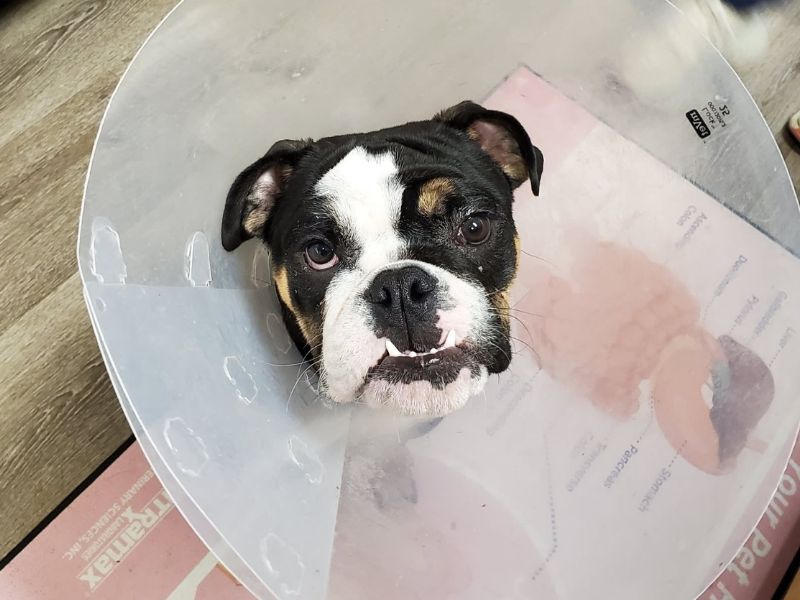 Dog in a large surgery cone