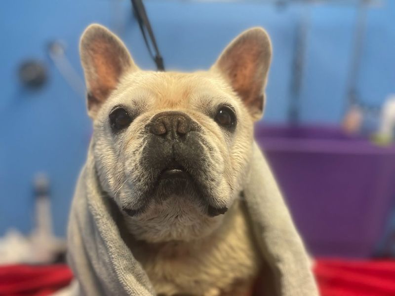 Dog in a towel after a bath