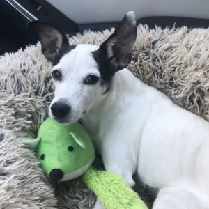 Dog laying in a dog bed with a stuffed toy Dog laying in a dog bed with a stuffed toy