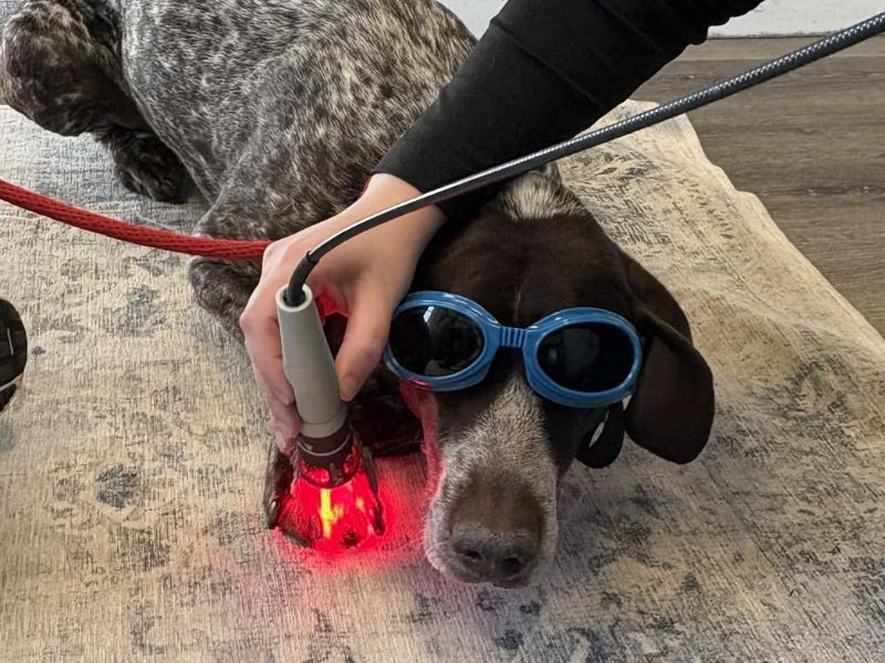 Dog receiving laser therapy by Roosevelt Veterinary Center Staff