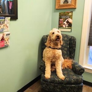 Dog sitting on a chair in the Roosevelt Veterinary Center exam room Dog sitting on a chair in the Roosevelt Veterinary Center exam room