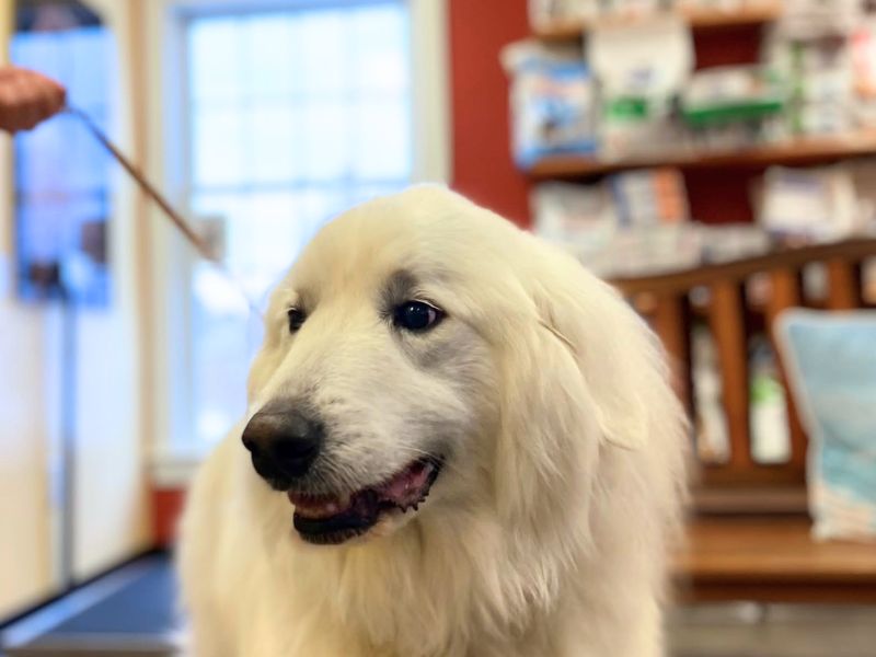 Dog standing in front of Roosevelt Veterinary Center's pharmacy area