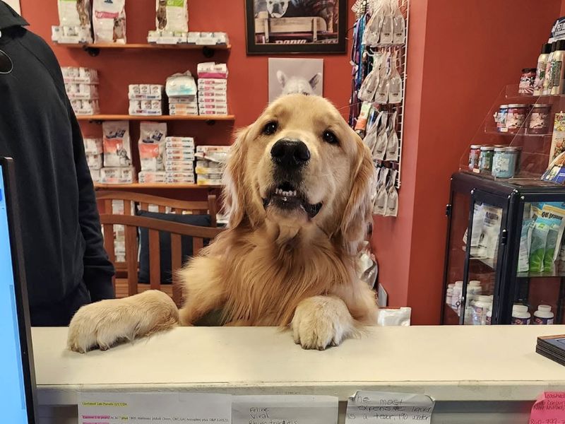 Dog standing up on the Roosevelt Veterinary Center reception desk