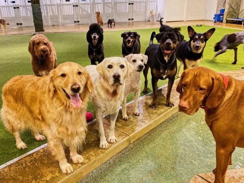 Dogs standing in a playpen area