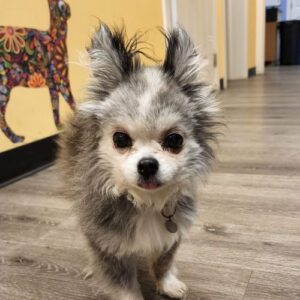 Fuzzy Chihuahua in Roosevelt Veterinary Center Fuzzy Chihuahua in Roosevelt Veterinary Center