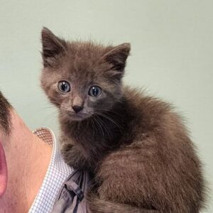 Grey kitten sitting on the back of a man's neck Grey kitten sitting on the back of a man's neck