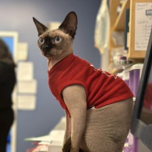 Hairless Cat in a sweater