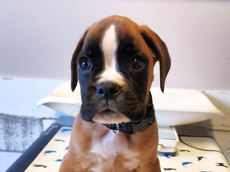 Puppy sitting on an exam table at Roosevelt Veterinary Center