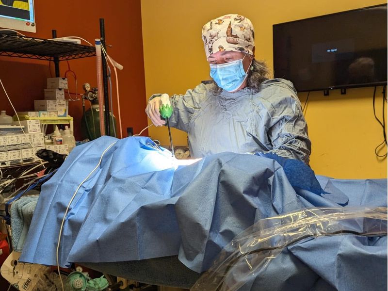 Roosevelt Veterinary Center veterinarian performing surgery