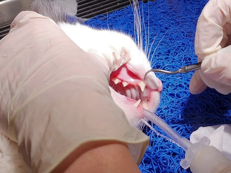 Roosevelt Veterinary Staff performing a dental procedure on a cat