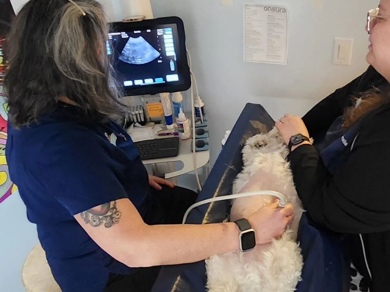 Roosevelt Veterinary Staff performing an ultrasound on a dog