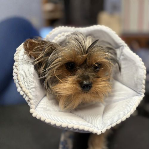 Small dog In a cloth cone after surgery