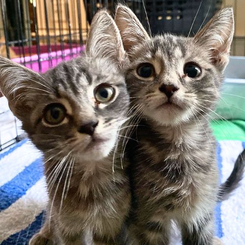 Two grey kittens