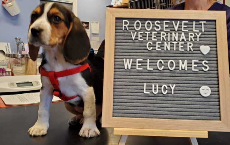 Beagle puppy, welcome sign Beagle puppy, welcome sign