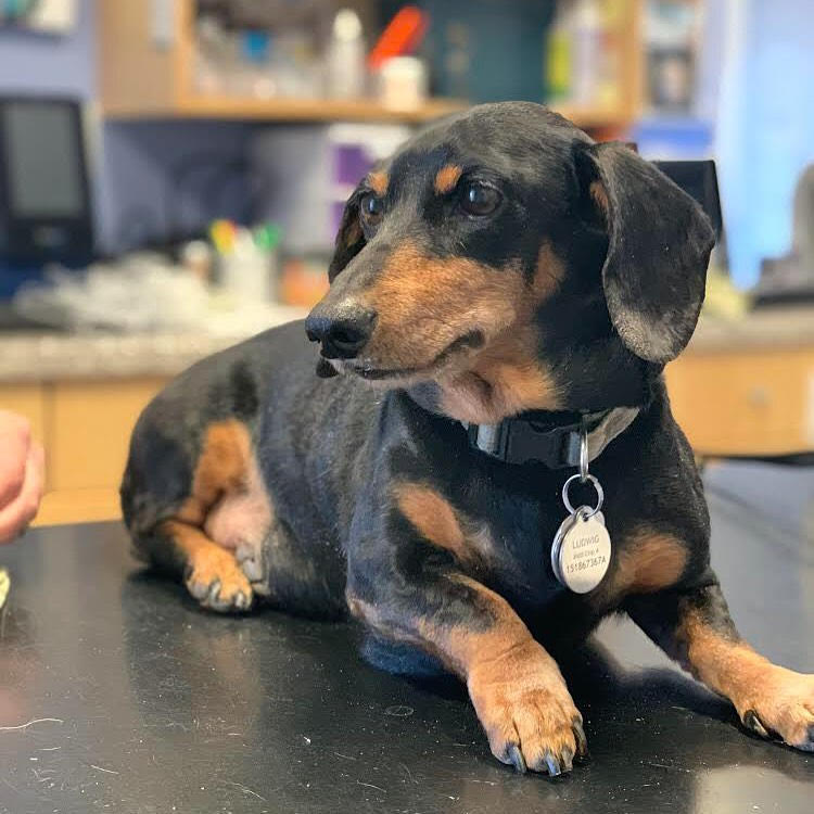 Black and tan dachshund dog Black and tan dachshund dog