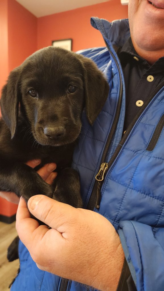 Black puppy held by person Black puppy held by person