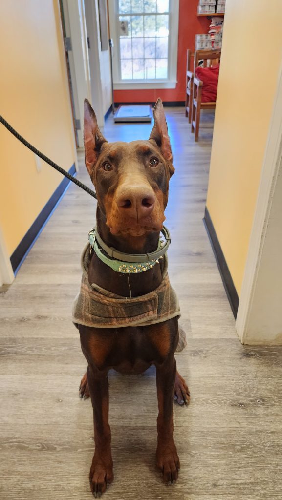 Brown Doberman pinscher, sitting Brown Doberman pinscher, sitting