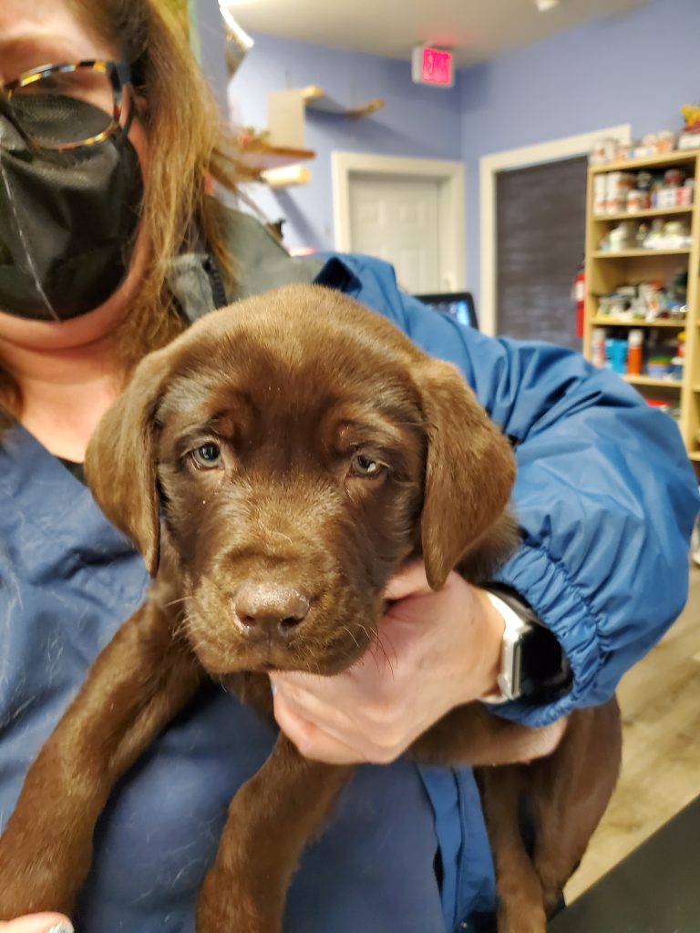 Brown puppy held by person Brown puppy held by person