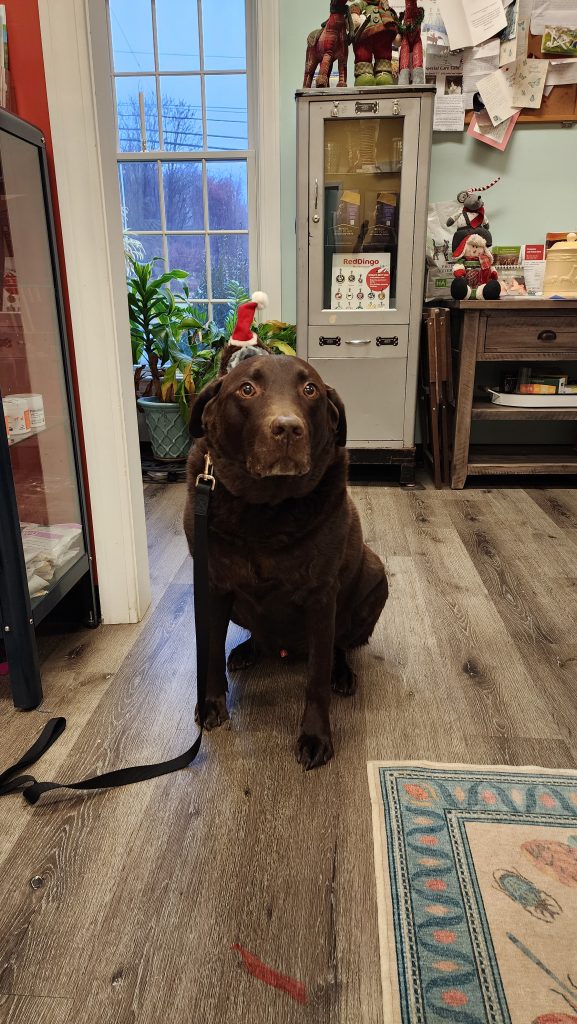 Chocolate Labrador wearing Christmas hat Chocolate Labrador wearing Christmas hat