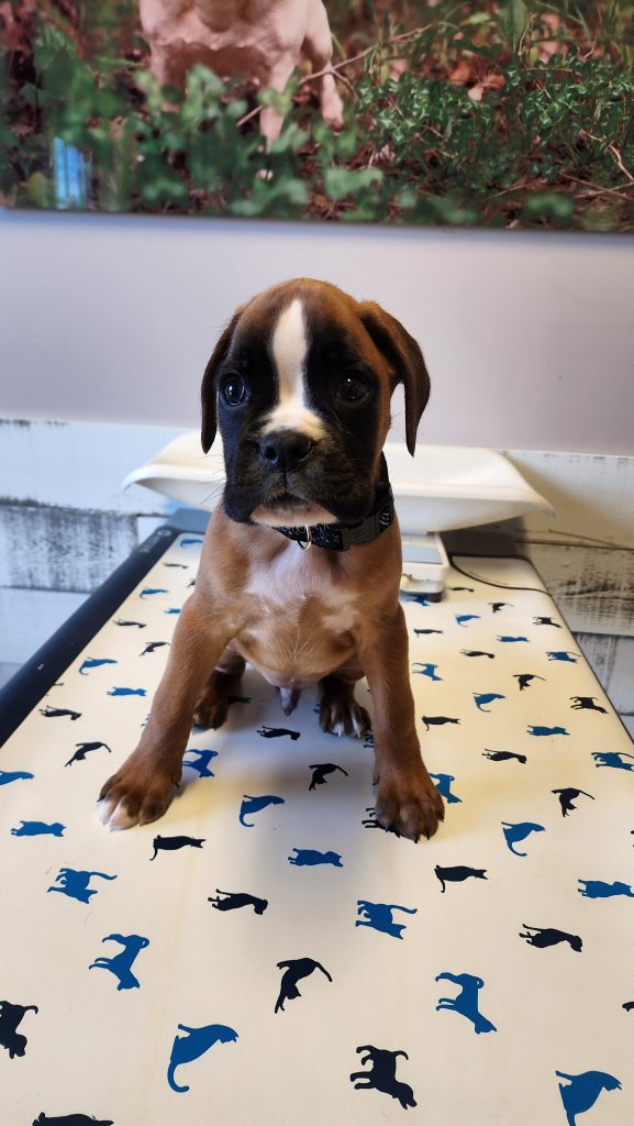 Cute brown boxer puppy Cute brown boxer puppy