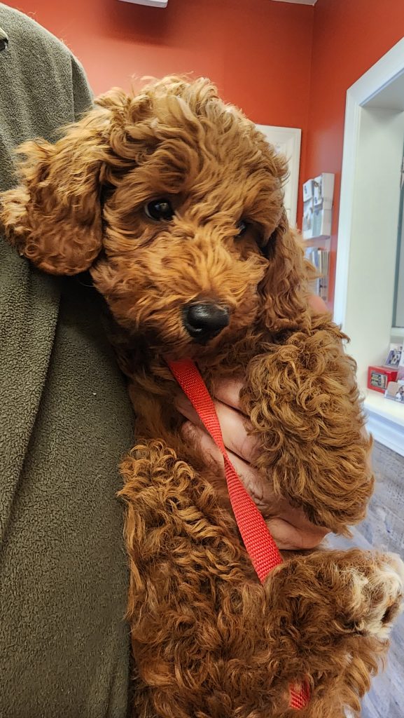 Cute brown curly puppy Cute brown curly puppy