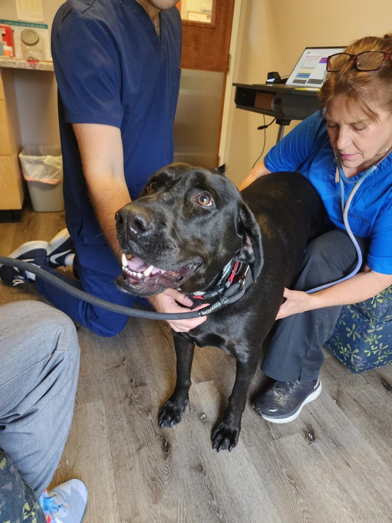 Dog at vet visit Dog at vet visit