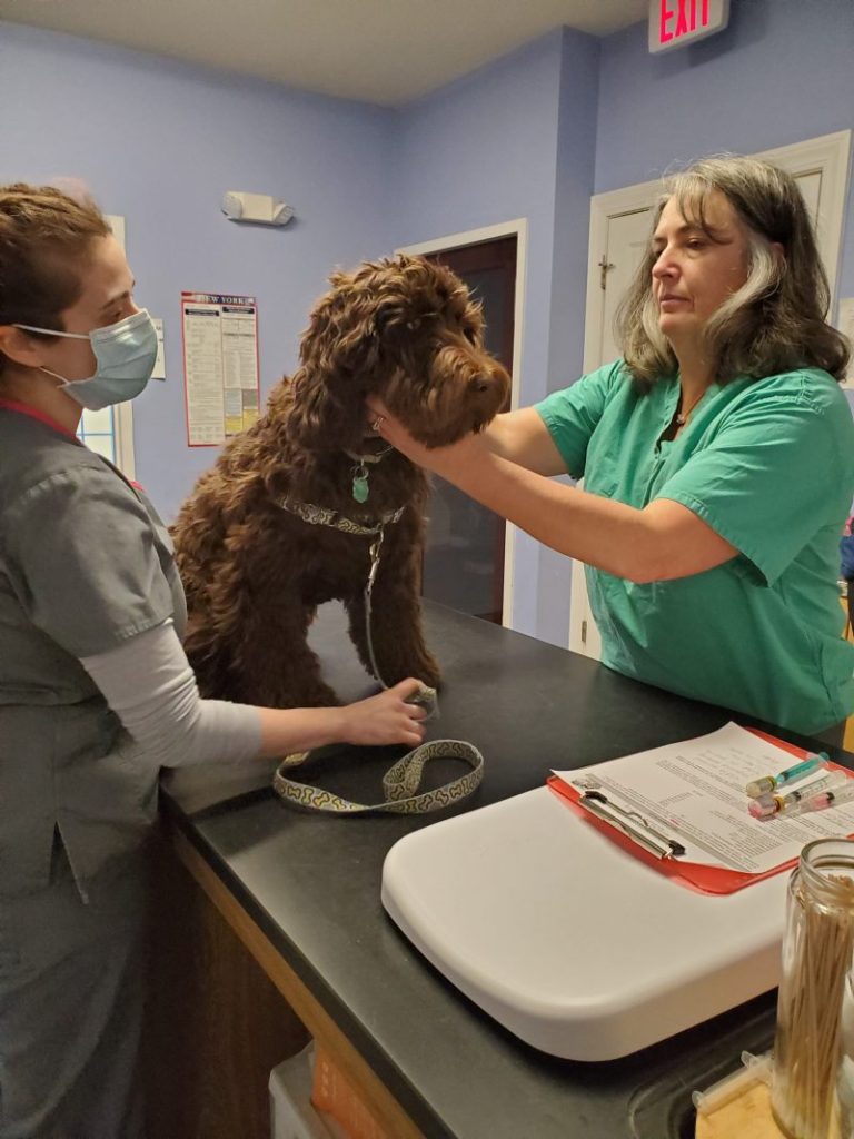Dog at veterinary exam Dog at veterinary exam