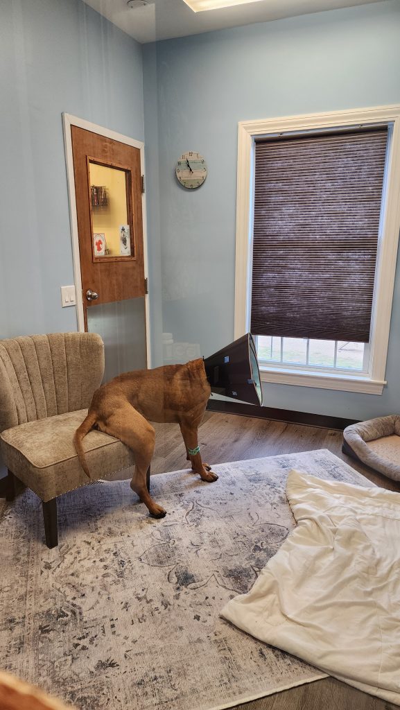 Dog in cone, indoors Dog in cone, indoors