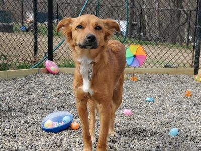 Dog on an easter egg hunt