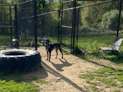 Dog standing in the dog park