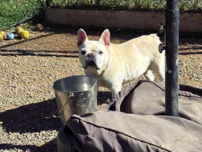 Dog standing next to a bucket in the Roosevelt Veterinary Center's Dog area