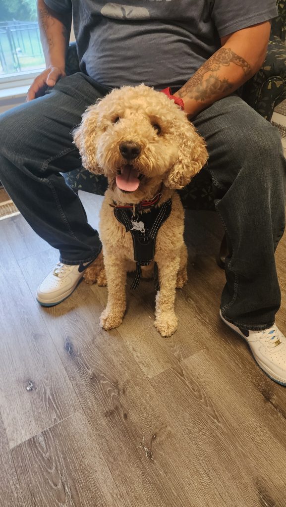 Dog with person’s legs Dog with person's legs