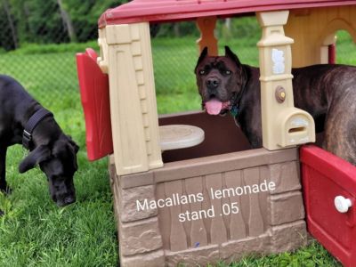 Dogs in a playhouse