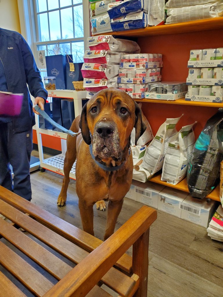 Drooling dog, pet store Drooling dog, pet store