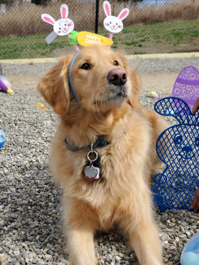 Golden retriever, Easter bunny headband Golden retriever, Easter bunny headband