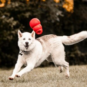 Husky dog playing with toy