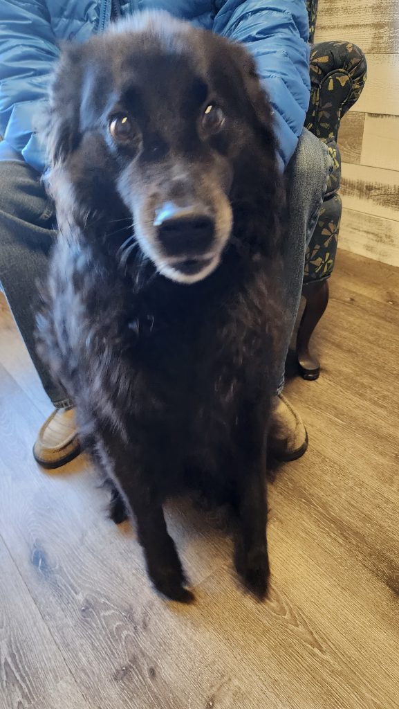 Large black fluffy dog Large black fluffy dog