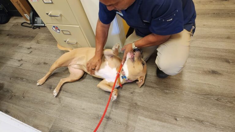 Man petting happy dog. Man petting happy dog.