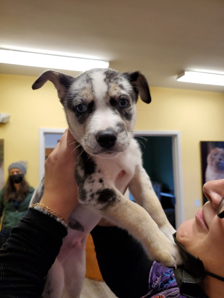 Merle puppy with blue eyes Merle puppy with blue eyes