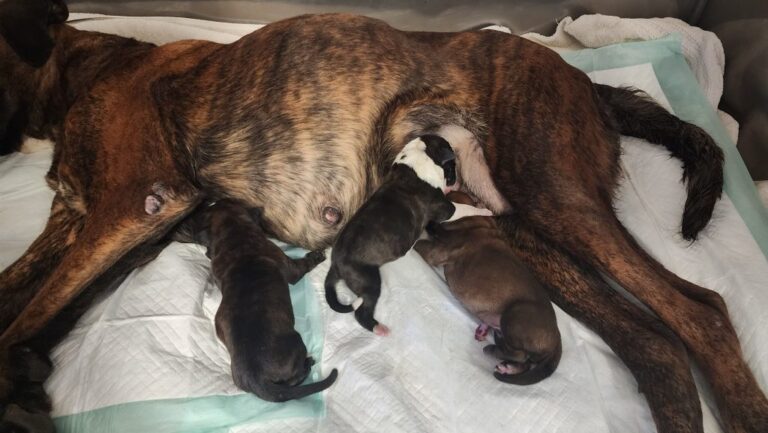 Mother dog nursing puppies Mother dog nursing puppies